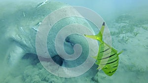 Portrait of sea cow who greedily eats sea grass at bottom raising clouds of silt, with school of Golden Trevally