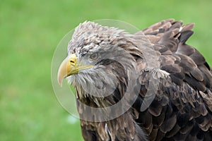 Portrait of a sea eagle , haliaeetus albicilla