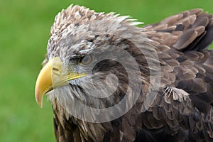 Portrait of a sea eagle , haliaeetus albicilla