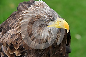 Portrait of a sea eagle , haliaeetus albicilla