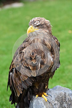 Portrait of a sea eagle , haliaeetus albicilla