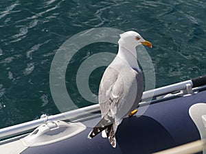 Portrait of a sea gull