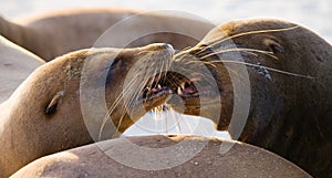 Portrait of a sea lion. The Galapagos Islands. Pacific Ocean. Ecuador.