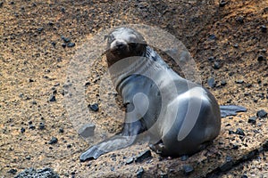 Portrait of sea lion pup (Galapagos, Ecuador)