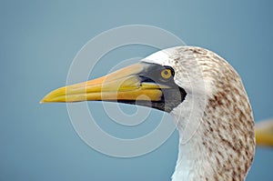 Portrait of the seabird named Masked Booby.