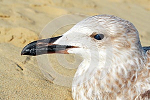 Portrait of a seagull