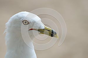 Portrait of a Seagull