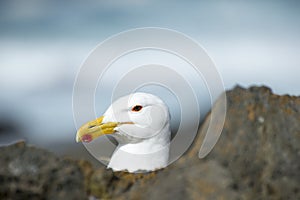 Portrait of a Seagull