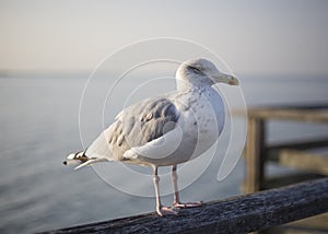 portrait of a seagull on the Baltic Sea