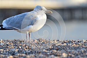 Portrait of a seagull