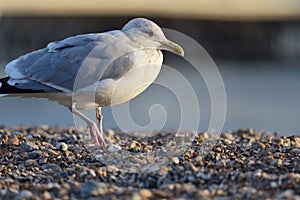 Portrait of a seagull