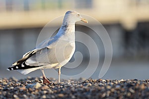 Portrait of a seagull