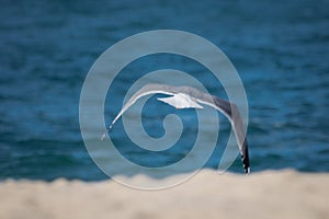 Portrait of seagull flying, isolated above sandy beach with sea water background in black and white