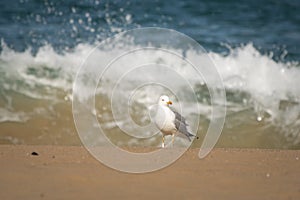 Portrait of seagull isolated on a sandy beach, sea water background