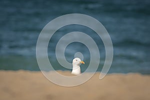 Portrait of seagull isolated on a sandy beach, sea water background