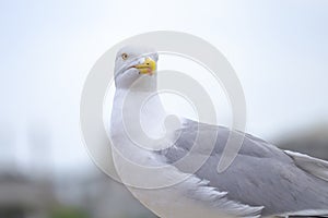 Portrait of Seagull - a resident of urban roofs 1