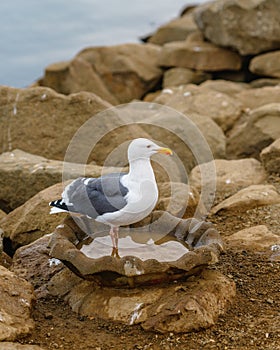 Portrait of seagull on rocky beach at Morro Bay harbor, California