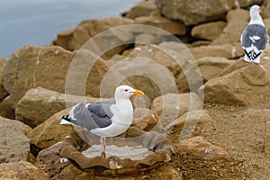 Portrait of seagull on rocky beach at Morro Bay harbor, California