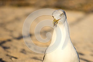 Portrait of a seagull