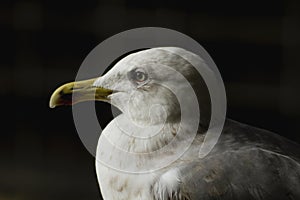Portrait of a seagull