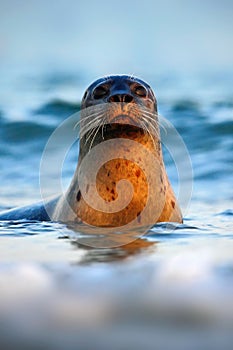 Portrait of seal in the sea. Atlantic Grey Seal, portrait in the dark blue water with morning sun. Sea animal swimming in the