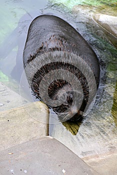 Portrait of a seal sleeping in water