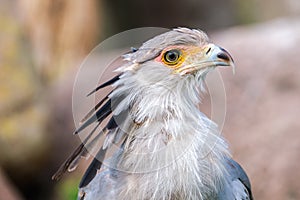 Portrait of a secretary bird