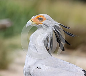 Portrait of a Secretary Bird