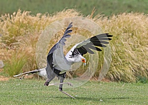 Portrait of a Secretary Bird