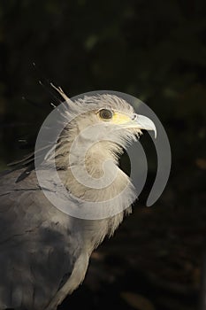 Portrait of the secretary bird.