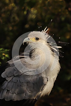 Portrait of the secretary bird.