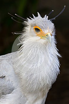 Portrait of a Secretary Bird of Prey