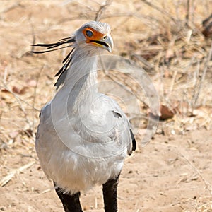 Portrait of a Secretary Bird