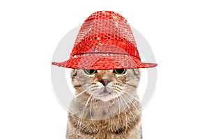 Portrait of a secretive cat in a red hat