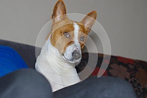 Portrait of senior basenji dog resting on master laps on sofa at evening