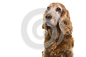 Portrait of a senior Cocker Spaniel dog glancing away on a white background