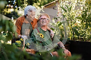 Portrait of senior couple taking care of vegetable plants in urban garden.