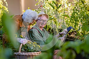 Portrait of senior couple taking care of vegetable plants in urban garden.