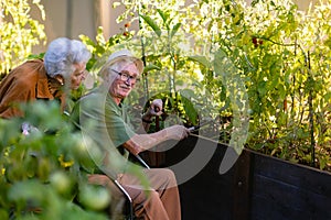 Portrait of senior couple taking care of vegetable plants in urban garden. Spending time together gardening in community