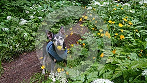 PORTRAIT: Senior dog poses in the middle of a hiking trail next to flowers