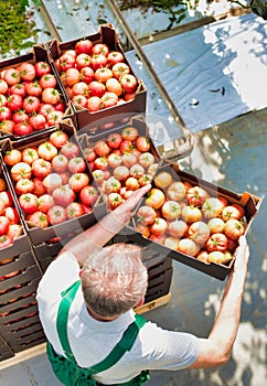 Portrait of senior farmer arranging tomatoes in crate at greenhouse