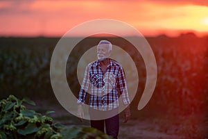 Portrait of senior farmer in field at sunset