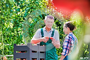 Portrait of senior farmer showing tomatoes to young farmer at greenhouse