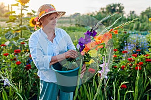 Portrait of senior gardener holding fresh gladiolus and dahlia flowers harvested in summer garden in bucket.