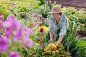 Portrait of senior gardener picking flowers in spring garden. Retired woman cutting stems with pruner. Gardening