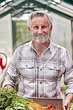 Portrait Of Senior Man Holding Box Of Home Grown Vegetables In Greenhouse