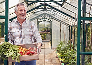 Portrait Of Senior Man Holding Box Of Home Grown Vegetables In Greenhouse
