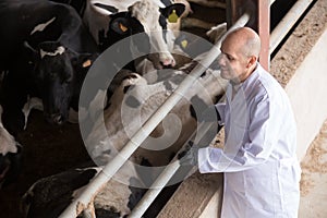 Portrait of senior vet caring cows in cowhouse outdoors