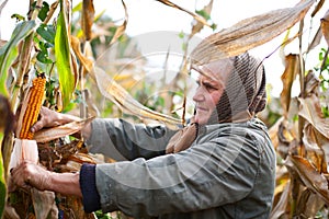 Portrait of a senior woman harvesting corn