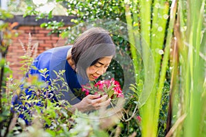 Portrait of senior woman smelling red flower in the garden.